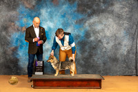 Swedish Vallhund #15 Sun WDM Judge Butch  Schulman
