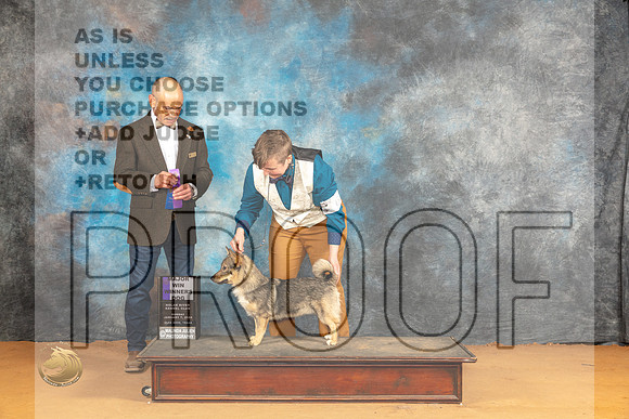 Swedish Vallhund #15 Sun WDM Judge Butch  Schulman_JP_1109_Glen Rose_2024_HR3