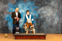 Swedish Vallhund #6 Sun BOSM Judge Butch Schulman