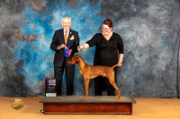 Vizsla #? Sat WDM Judge Norbert Dee