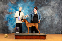 Vizsla #? Sun WDM Judge Nena Dee