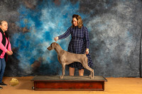 Weimaraner #8 Fri Specialty r