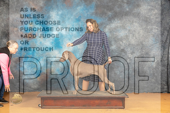Weimaraner #8 Fri Specialty r_JP_1082_Glen Rose_2024_HR3