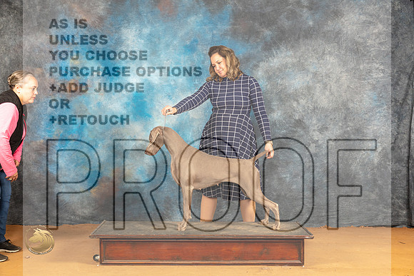 Weimaraner #8 Fri Specialty r_JP_1083_Glen Rose_2024_HR3