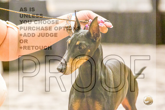 Manchester Terrier MTOY Candids-JJL_2323-Hstn2022_HR3