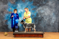 Australian Cattle Dog #19 Sun Judge Pat Trotter
