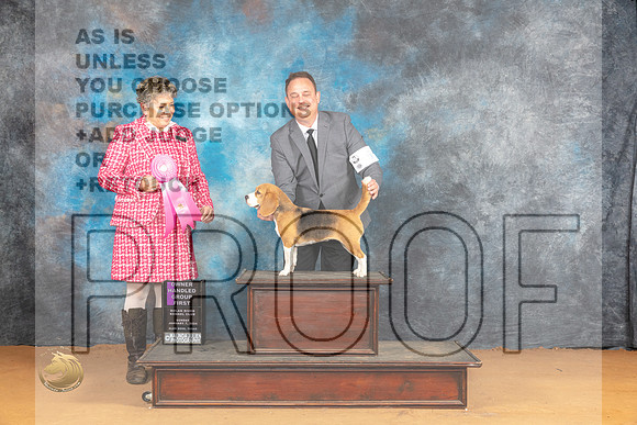 Beagle 13 #6 Sun OHG1 Judge Ann Wolf_JP_1426_Glen Rose_2024_HR3