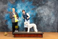 Bedlington Terrier #7 Sun G3 Judge Carolyn Herbel
