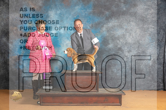 Beagle 13 #6 Sun OHG1 Judge Ann Wolf_JP_1428_Glen Rose_2024_HR3