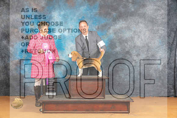 Beagle 13 #6 Sun OHG1 Judge Ann Wolf_JP_1427_Glen Rose_2024_HR3