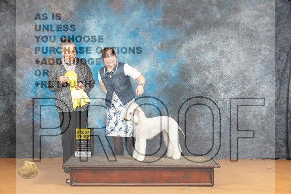 Bedlington Terrier #7 Sun G3 Judge Carolyn Herbel_JP_1153_Glen Rose_2024_HR3