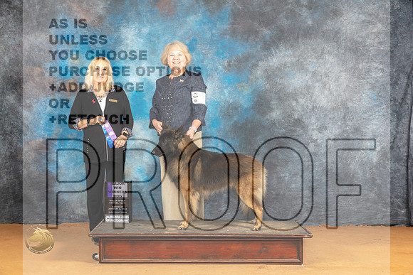 Belgian Tervuren #5 Sun WD Judge Edy Blum_JP_1371_Glen Rose_2024_HR3
