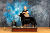 Bernese Mountain Dog #26 Sun OHG2 Judge Pat Trotter