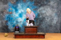 Bosto Terrier #7 Sun BOBOHBOB Judge