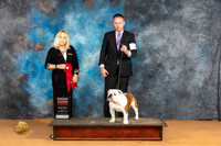 Bulldog #7 Sun G2 Judge Edy Blum