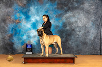 Bullmastiff #15 Sun BOW Judge Carolyn Herbel