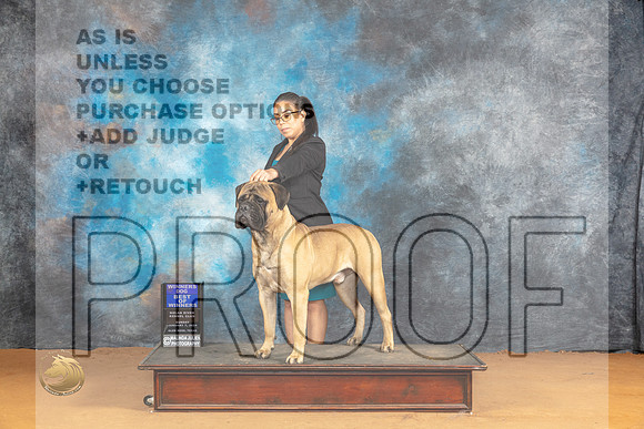 Bullmastiff #15 Sun BOW Judge Carolyn Herbel_JP_1376_Glen Rose_2024_HR3