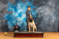 Bullmastiff #7 Sun BOBGCHBnz Judge Carolyn Herbel r