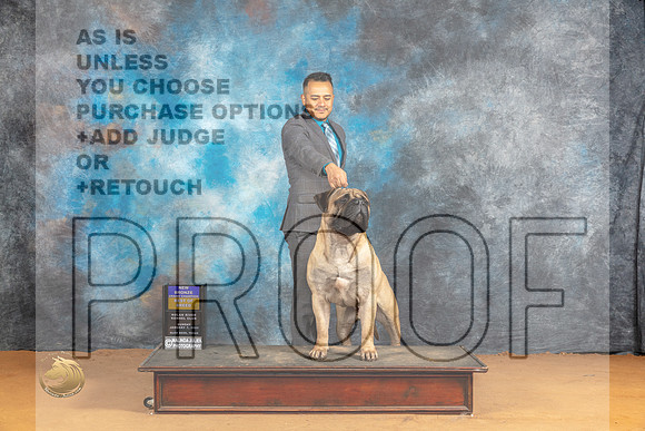 Bullmastiff #7 Sun BOBGCHBnz Judge Carolyn Herbel r_JP_1380_Glen Rose_2024_HR3