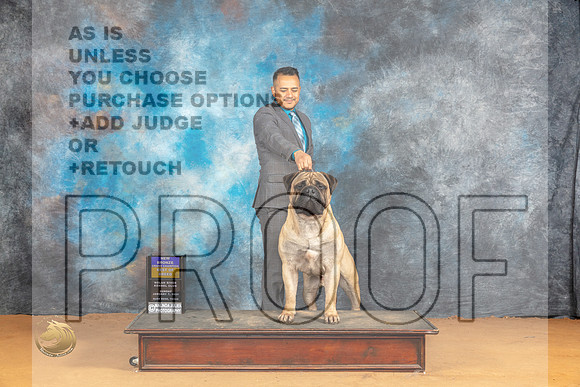 Bullmastiff #7 Sun BOBGCHBnz Judge Carolyn Herbel r_JP_1382_Glen Rose_2024_HR3