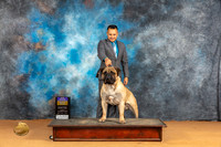 Bullmastiff #7 Sun BOBGCHbnz Judge Carol Herbel r