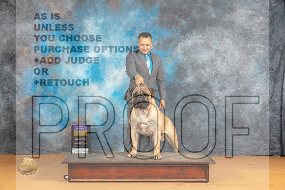 Bullmastiff #7 Sun BOBGCHbnz Judge Carol Herbel r_JP_1458_Glen Rose_2024_HR3