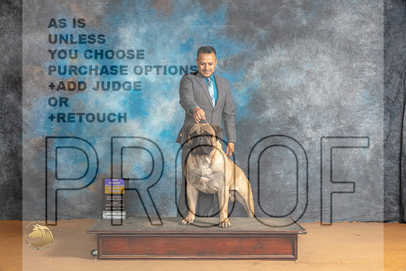 Bullmastiff #7 Sun BOBGCHbnz Judge Carol Herbel r_JP_1459_Glen Rose_2024_HR3