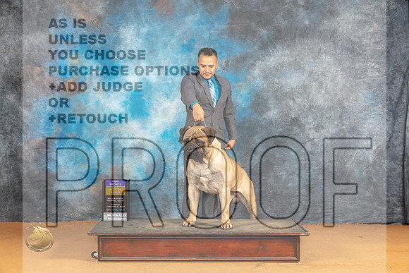 Bullmastiff #7 Sun BOBGCHbnz Judge Carol Herbel r_JP_1461_Glen Rose_2024_HR3