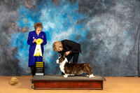Cardigan Welsh Corgi #9 Sun G3 Judge Pat Trotter