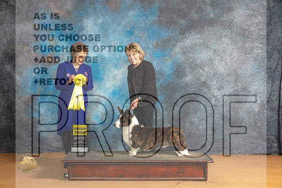 Cardigan Welsh Corgi #9 Sun G3 Judge Pat Trotter_JP_1296_Glen Rose_2024_HR3