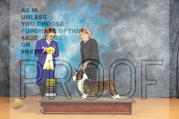 Cardigan Welsh Corgi #9 Sun G3 Judge Pat Trotter_JP_1297_Glen Rose_2024_HR3