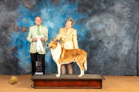 Collie Smooth #5 Sun OHG4 Judge Desmond Murphy
