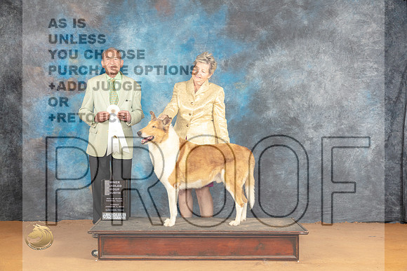 Collie Smooth #5 Sun OHG4 Judge Desmond Murphy_JP_1329_Glen Rose_2024_HR3