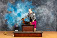 Dachshund Longhaired #18 Sun WBM Judge Robin Casey