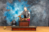 Dachshund Longhaired #29 Sun SD Judge Robin Casey