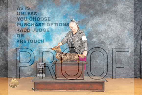 Dachshund Longhaired #29 Sun SD Judge Robin Casey_JP_1194_Glen Rose_2024_HR3