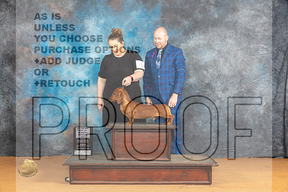 Dachshund Smooth #15 Sun WDBOWM Judge Robin Casey_JP_1163_Glen Rose_2024_HR3