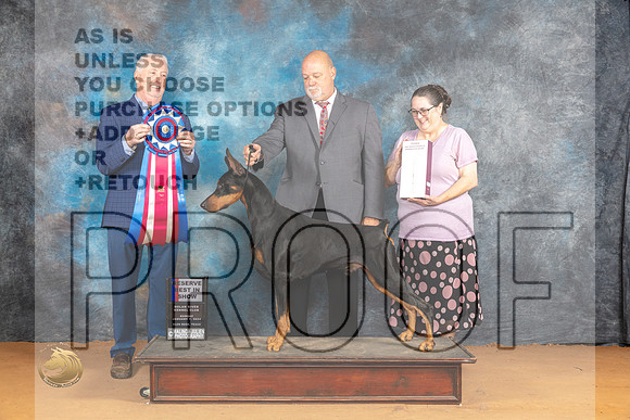 Doberman Pinscher #15 Sun RBIS Judge Dr Steve Keating_JP_1489_Glen Rose_2024_HR3
