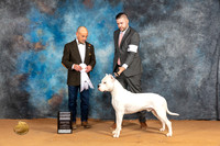 Dogo Argentino #7 Sun G4 Judge Butch Schulman