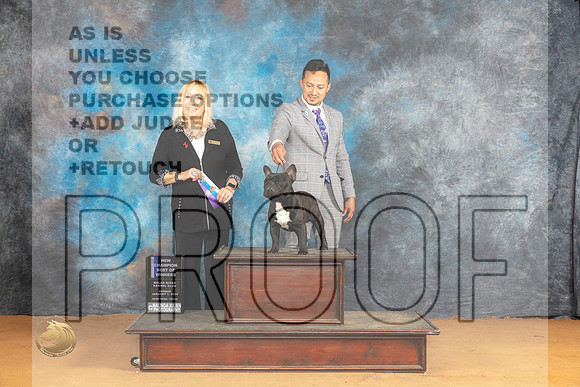 French Bulldog #45 Sun BOWCH Judge Edy Blum_JP_1222_Glen Rose_2024_HR3