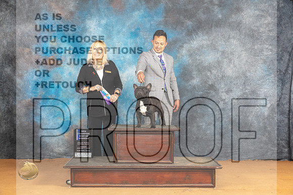 French Bulldog #45 Sun BOWCH Judge Edy Blum_JP_1223_Glen Rose_2024_HR3