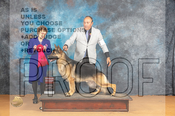 German Shepherd Dog #9 Sun G2 Judge Pat Trotter_JP_1279_Glen Rose_2024_HR3