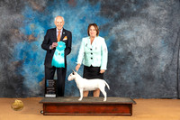 Miniature Bull Terrier #6 Sun OHBIS Judge Dr Norbert Dee