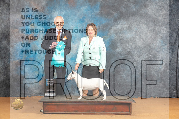 Miniature Bull Terrier #6 Sun OHBIS Judge Dr Norbert Dee_JP_1517_Glen Rose_2024_HR3