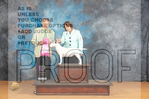 Miniature Bull Terrier #6 Sun OHG1 Judge Desmond Murphy_JP_1202_Glen Rose_2024_HR3