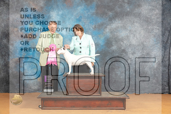 Miniature Bull Terrier #6 Sun OHG1 Judge Desmond Murphy_JP_1203_Glen Rose_2024_HR3