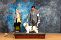 PBGV #5 Sun G3 Judge Angela Pickett