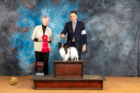 Papillon #9 Sun G2 Judge Nena Dee
