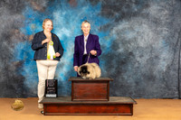 Pekingese #9 Sun 4to6BIS Judge Robin Casey