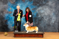 Pembroke Welsh Corgi #19 Sun OHRBIS Judge Dr Norbert Dee